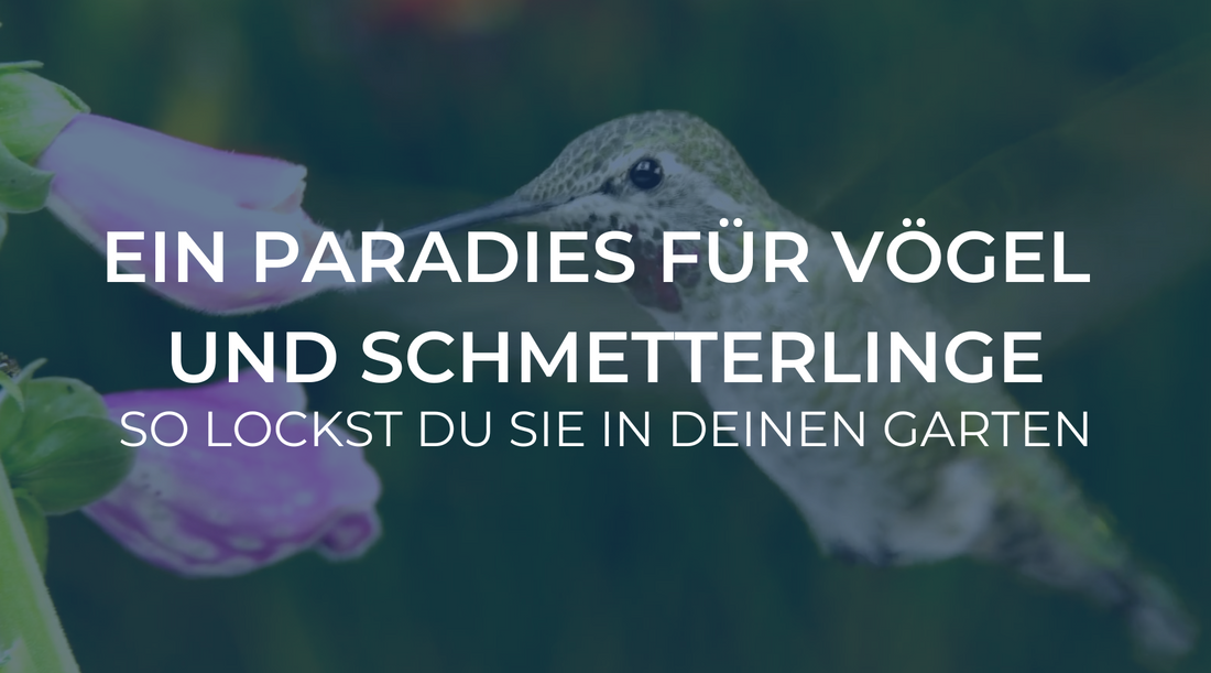 Ein Paradies für Vögel und Schmetterlinge: So lockst du sie in deinen Garten