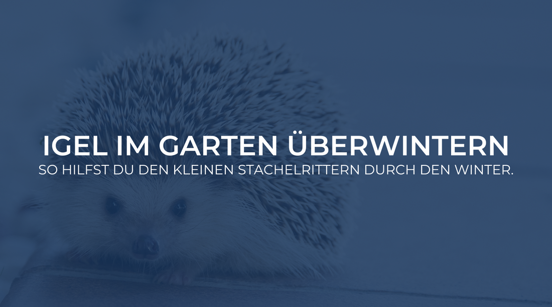 Igel im Garten überwintern: So hilfst Du den kleinen Stachelrittern durch den Winter